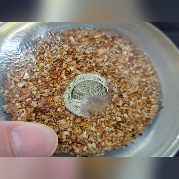 Vintage Lucite Paperweight Containing A Large Beatle - Picture 7 of 7